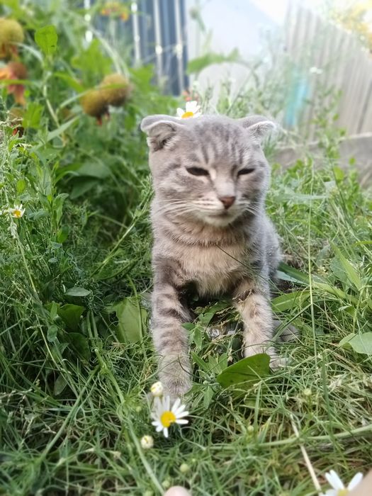 Отдаем бесплатно двух кошечек в добрые руки