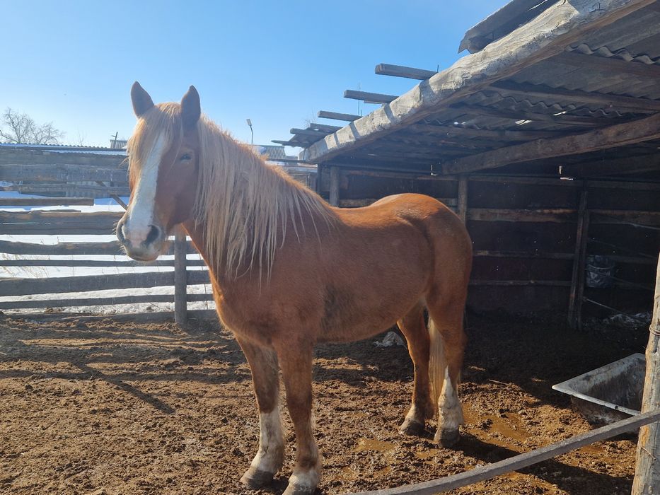 Продам кобылу полутяж