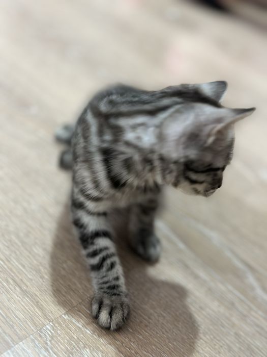 кошка пародистый