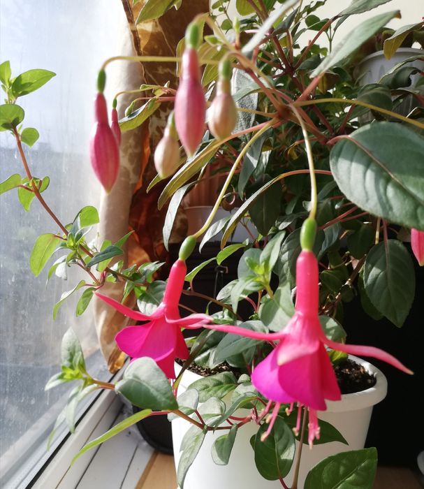 Продам комнатные цветы