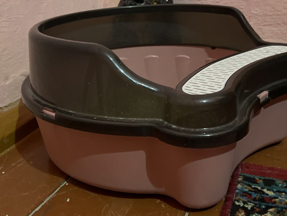 Кошка скотиш страйт