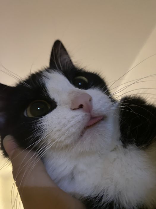 Пропала кошка 1.5 годик