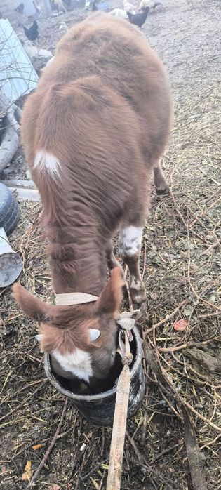 Гунажин сотилади...