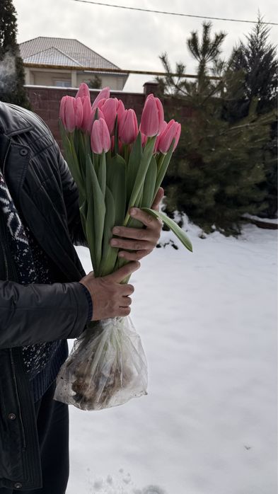 Тюльпаны оптом местные