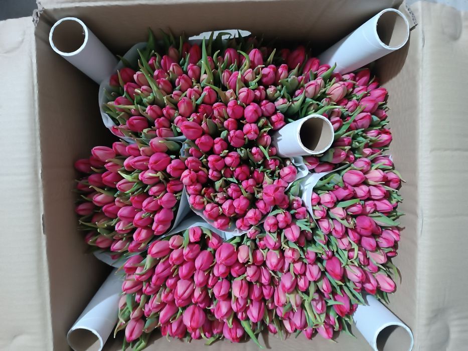 Тюльпаны оптом от 50 шт