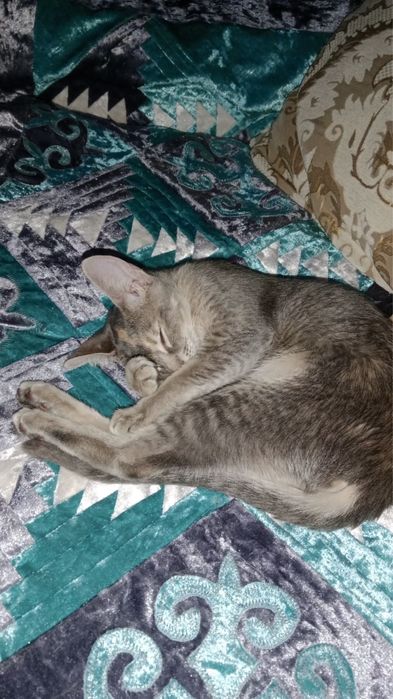 Абиссинская кошка (Чаузи)