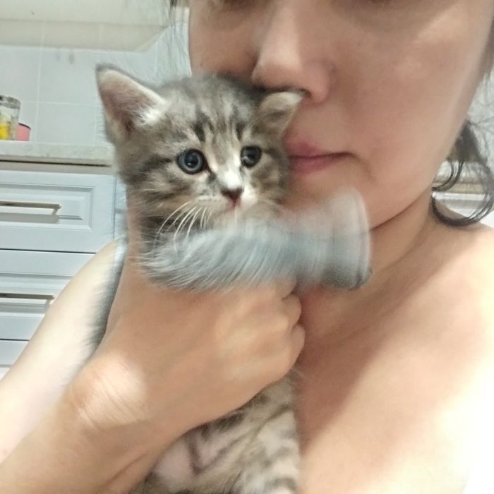 Отдам котят месячных