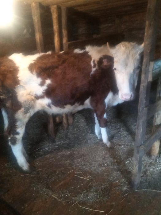 Продам на разведение телочек