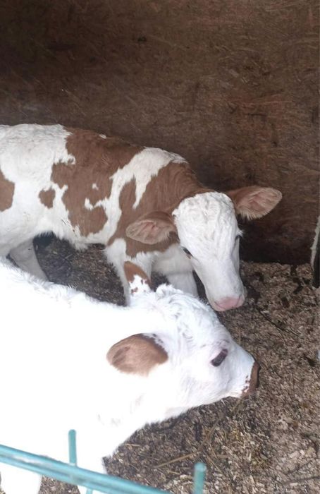 Vitei rasa de carne de vanzare sugari , semi-intarcati si intarcati