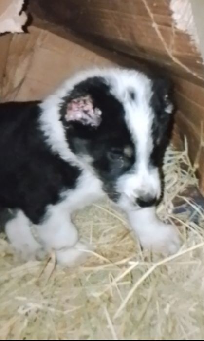 Еркек кушык төбет