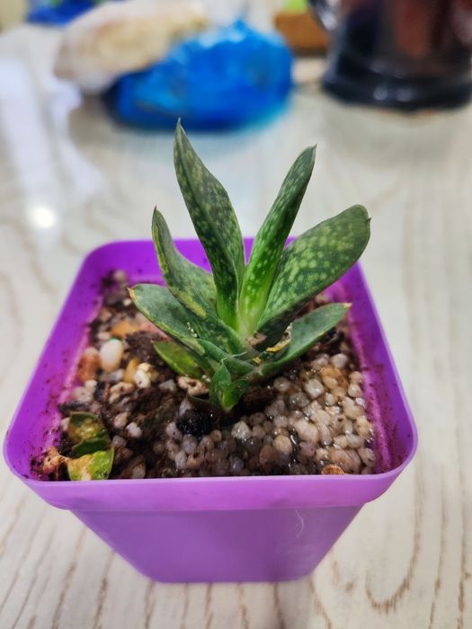 Продаются Суккуленты