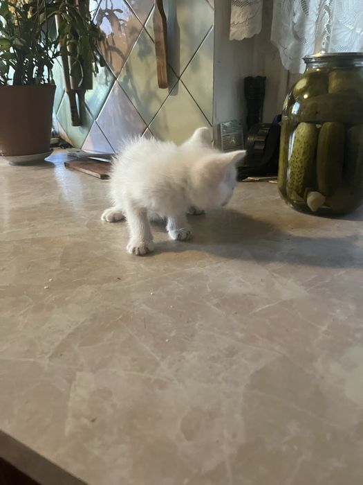 Отдам котенка очень активного