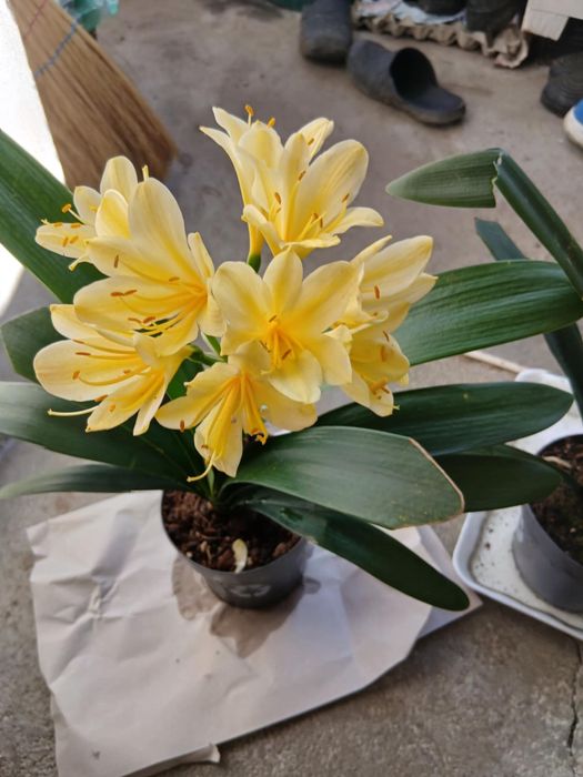 цветя Жълта Кливия