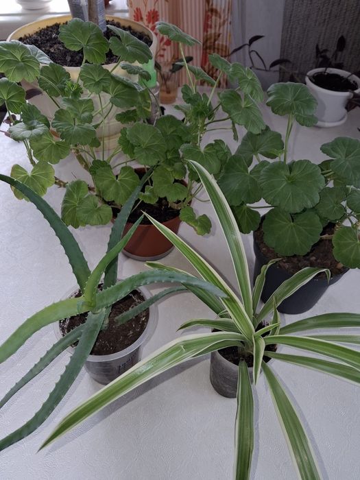 Комнатные   цветы