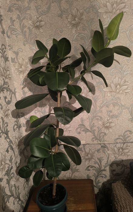 Фикус каучуконосный (эластика)