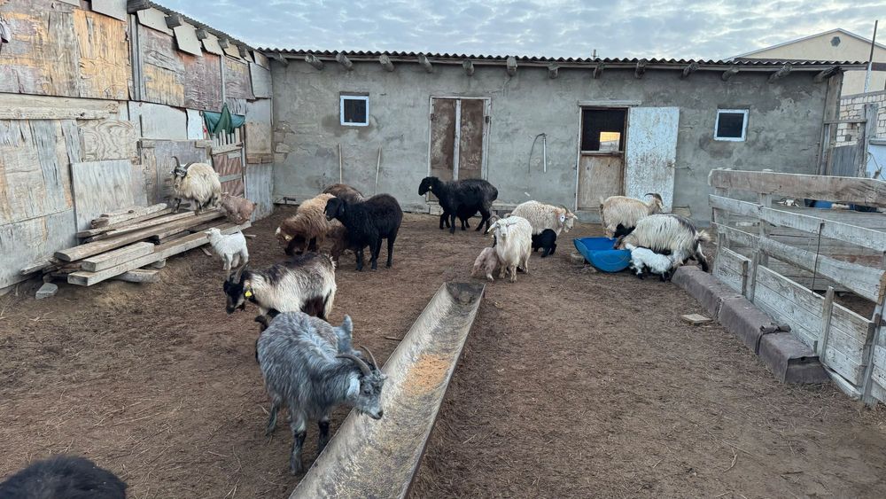 Ешкі лағымен сатылады