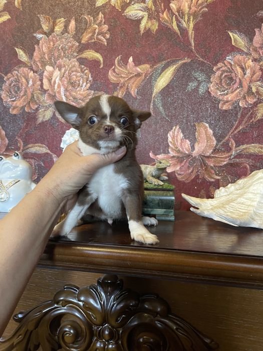 Щенки чихуахуа