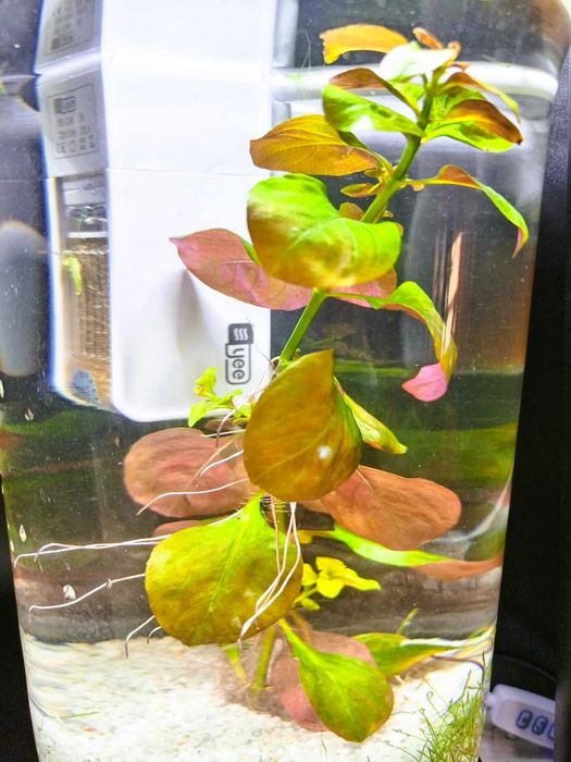 Аквариумные  растения