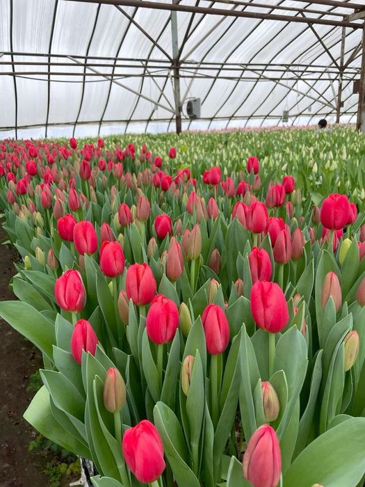 Тюльпан букеты гүлдер