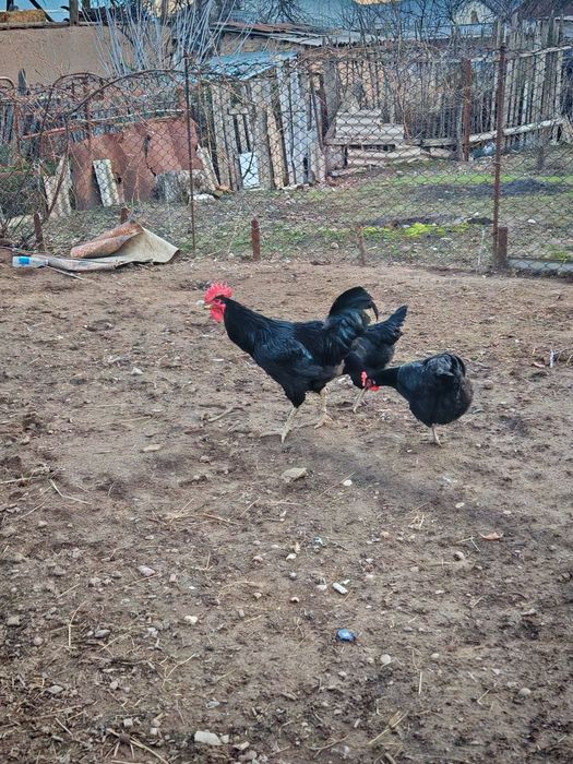 Joja ochirish uchun Damashni tovuq tuxumlari  sotiladii.