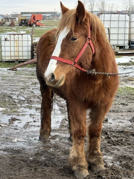 Vand manza de doi ani