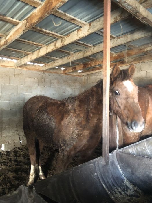 Тай полторашка откорм