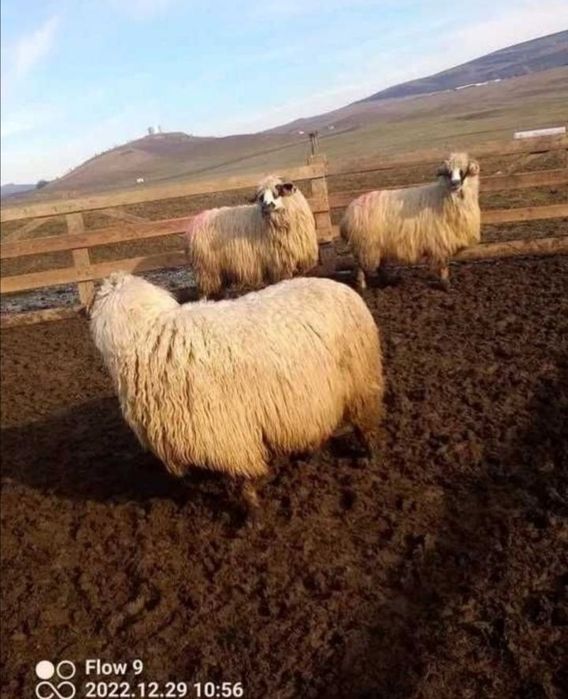 Oi de vânzare 150 de lei