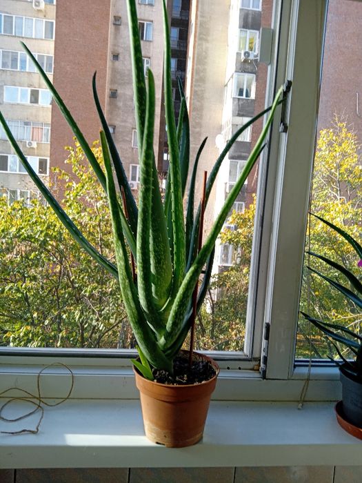 Alloe Vera, plantă 4 ani.