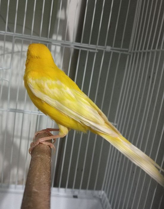 Kanareka limon nar sotiladi