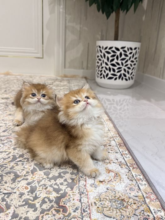 На продаже золотая шиншилла девочка