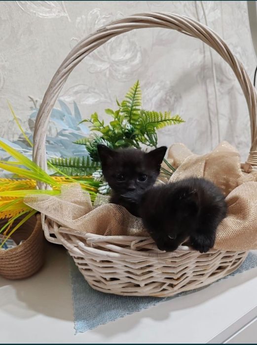 Отдам котят. В добрые руки