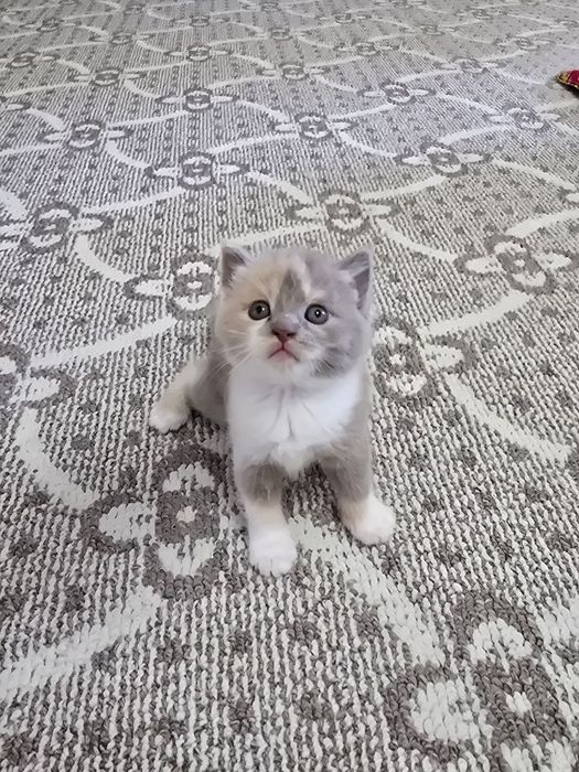 Срочно продаются котята