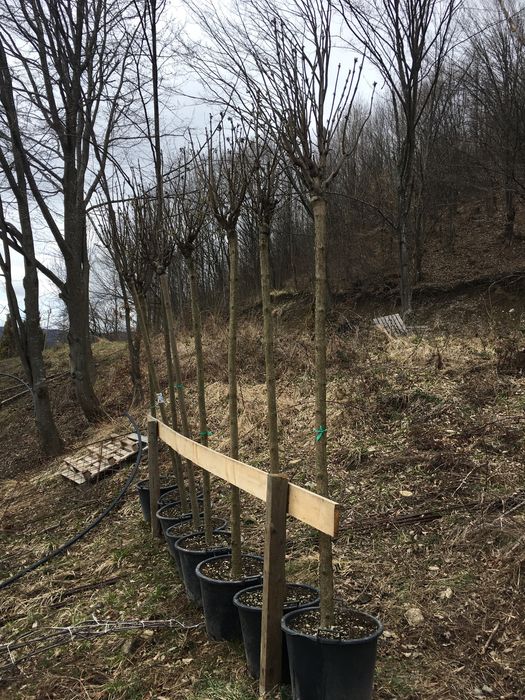 Catalpa / Pon Pon / Palmier Cycas