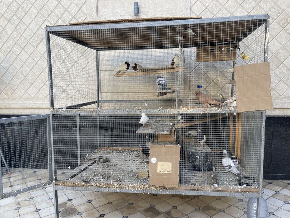 Валер котта сотлади арзонга. Срочно