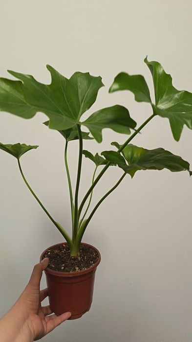 филодендрон литл хоуп