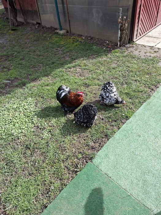 Vand găini Cochin pitic