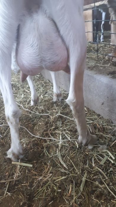 Продам козу с козлятами.