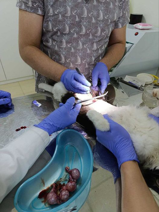 Ветеринарная служба.Ветеринар круглосуточно24/7 Кастрация Стерилизация