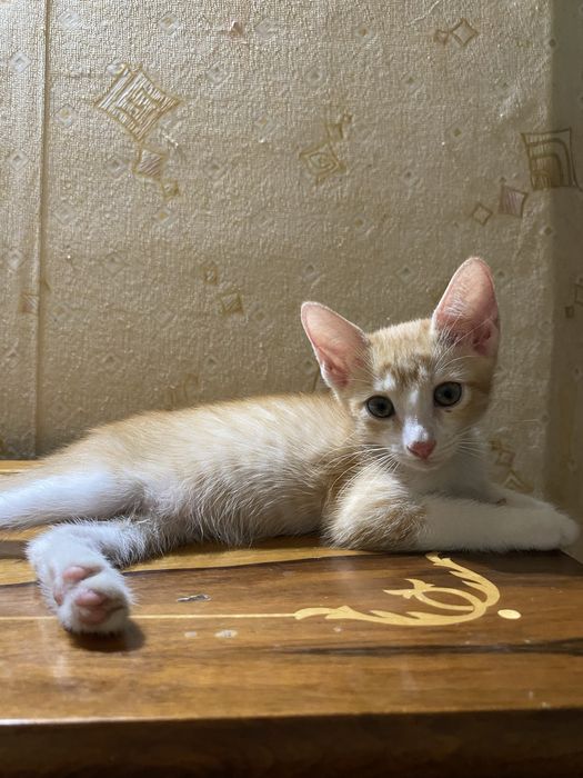 Котенок в добрые руки!!