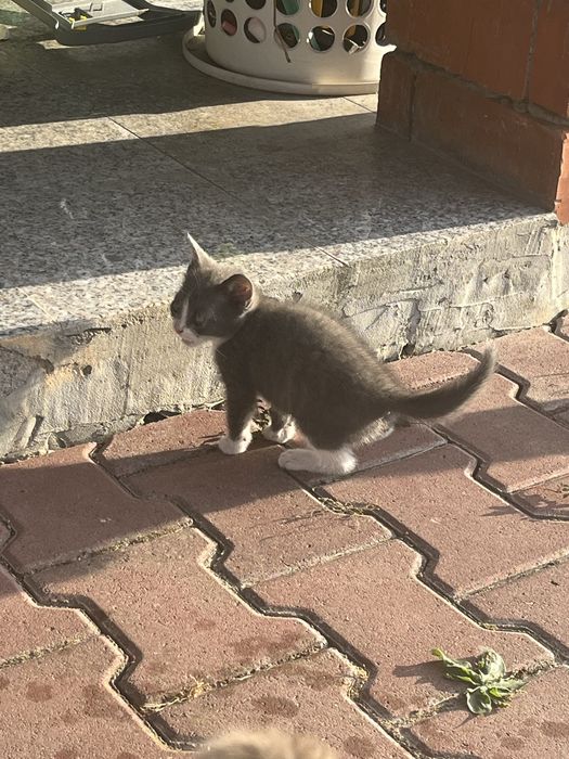Dau spre adoptie pisici jucause 2 luni