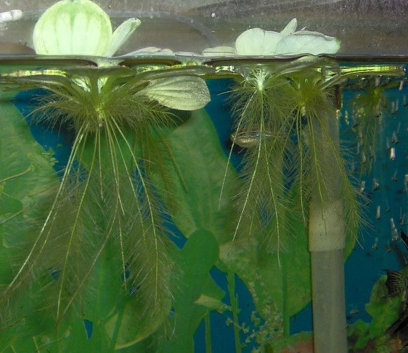 Аквариумные растения " Пистия"