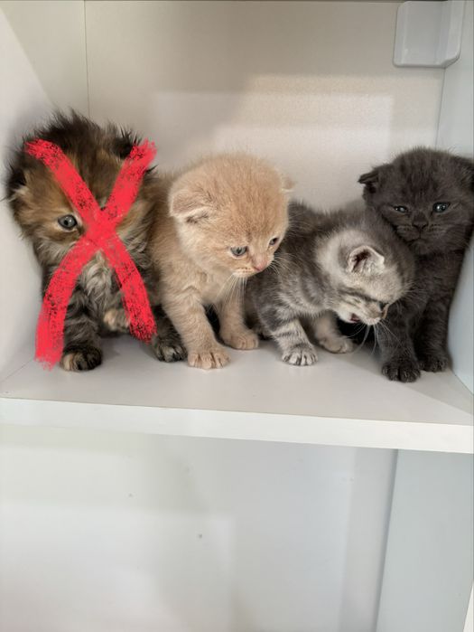 Продам хорошеньких котят