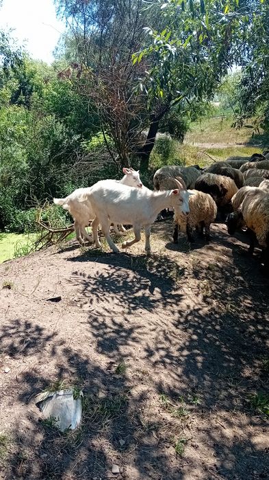 De vânzare Capră Carpatină