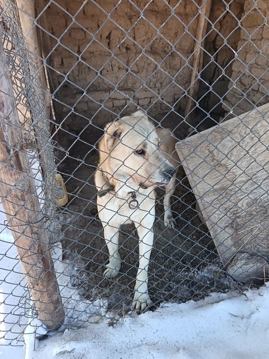 Сатлады 1жас ленгір қаласнада тұр