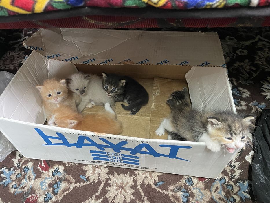 котята бесплатно