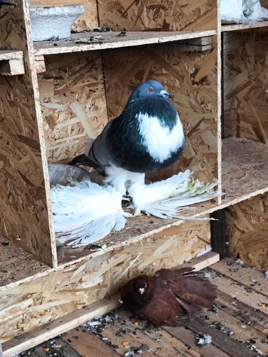 Gușați de pomerania