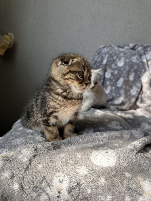 Продам породистых котят