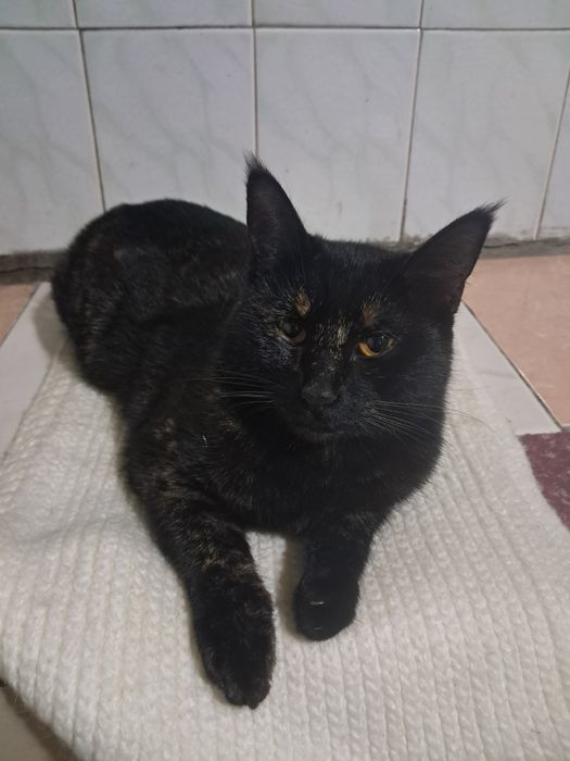 Милая и добрая кошка