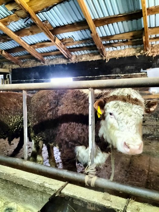 Молодой бычок с откорма на мясо