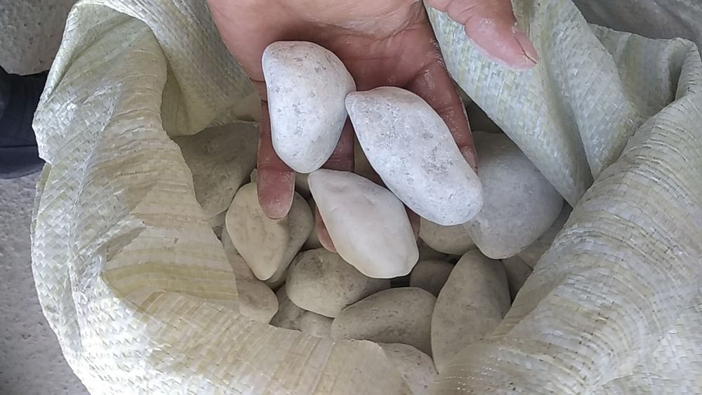 Горний белый галка